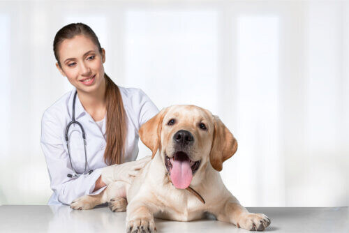 Günstige Hunde Krankenversicherung dank Vergleichsrechner