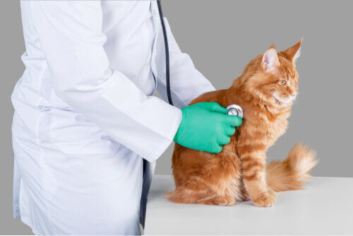 Günstige Katzen Krankenversicherung dank Vergleichsrechner